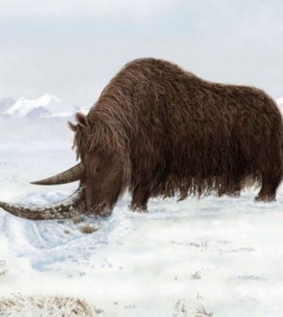 peinture-d-un-rhinoceros-laineux-se-nourrissant-credits-julie-naylor-xiaoming-wang_32975_w460.jpg