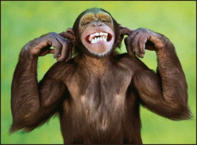chimpanz_e2132ddde-a10de.jpg