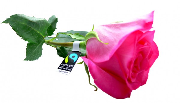 Rose_def_freigestellt.jpg