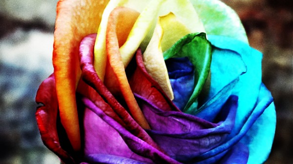 rose-multicolore-culture.jpg