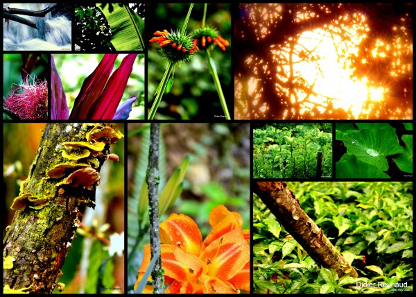 6-Merveilleuse Nature.jpg